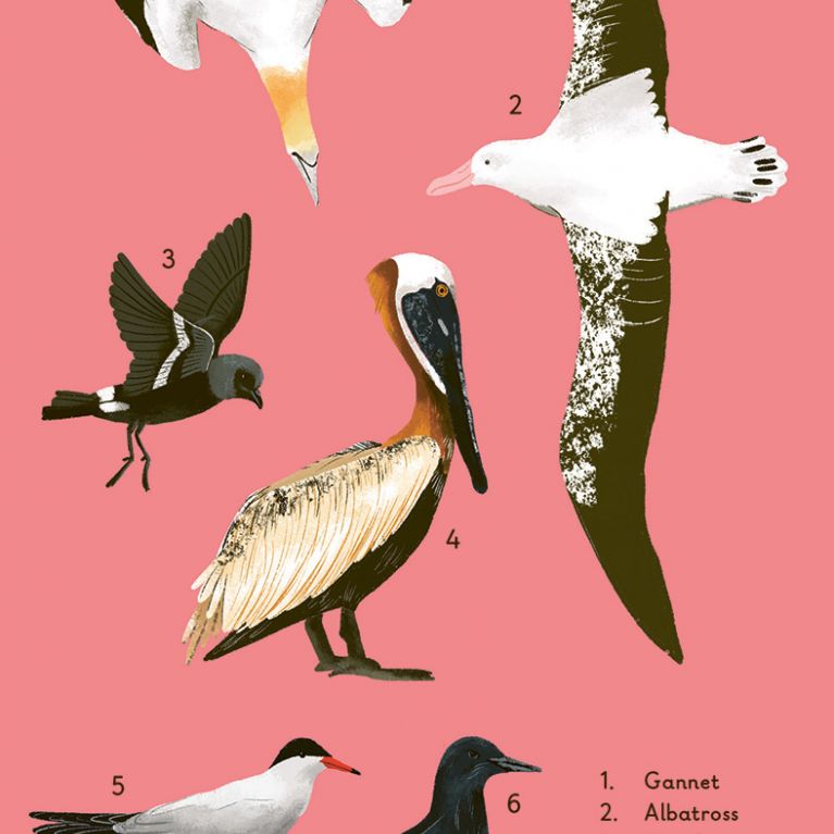 WHAT TO LOOK FOR BY THE SHORE