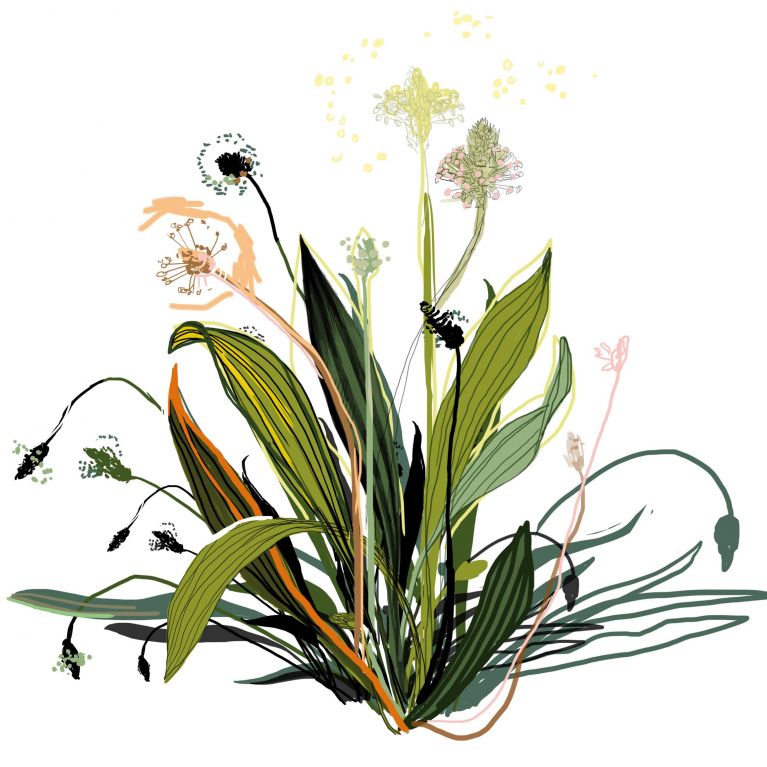 RIBWORT PLANTAIN